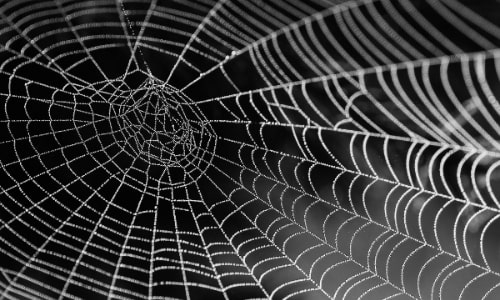 Spider Web